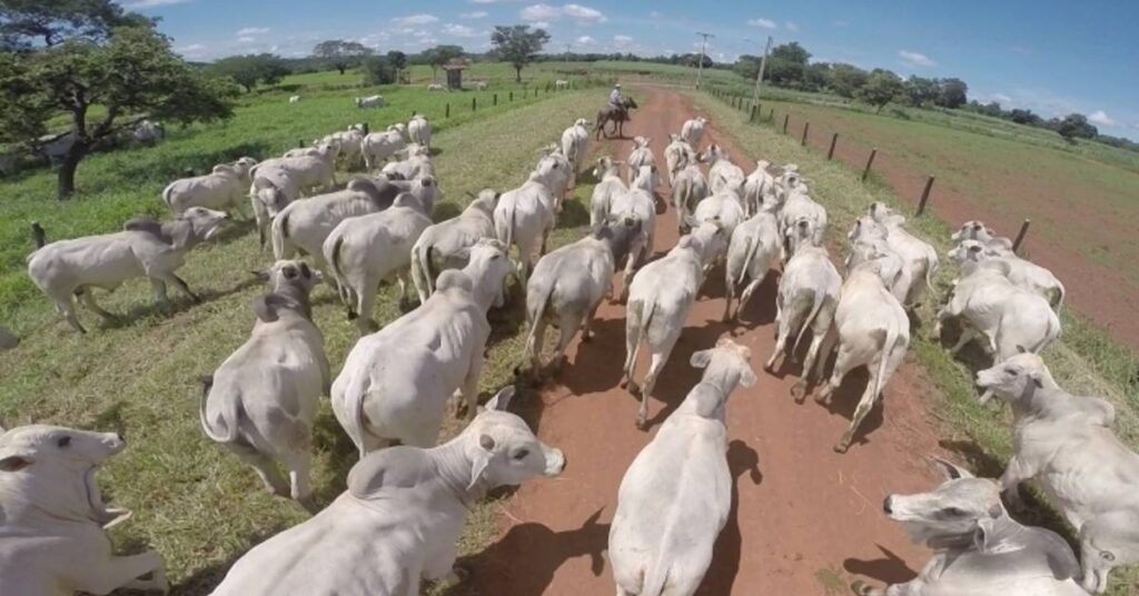 qual e o preco medio dos touros nelore negociados pela paulete agropecuaria no portal dbo