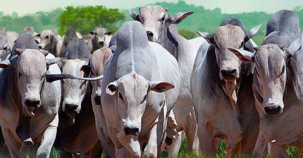 qual e o preco medio dos touros no virtual da telles pires agropecuaria no portal dbo