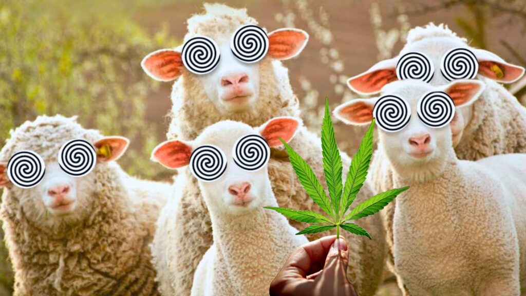 qual e o resultado quando um bando de ovelhas devora 100kg de cannabis