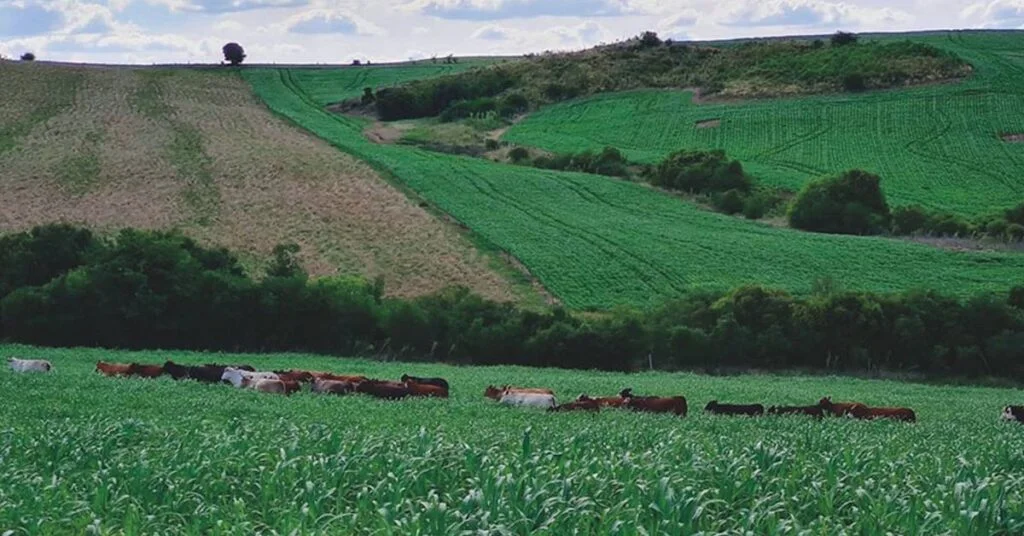Workshop Lavoura-Pecuária: Inscrições Abertas! 17 qual e o sistema que integra lavoura e pecuaria e que alia produtividade e sustentabilidade no pampa 1