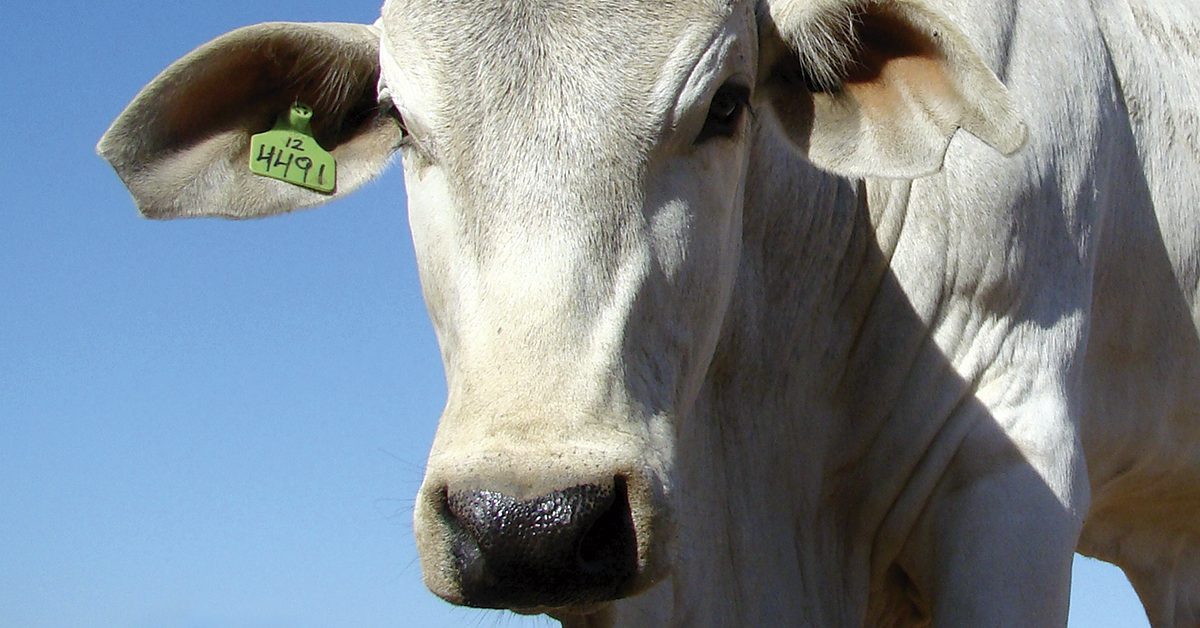 Imac e instituições de SC discutem rastreabilidade bovina. Intrigante!