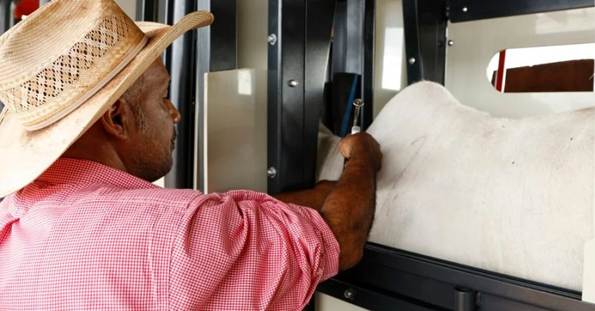 Qual é o tema do encontro da Câmara Setorial da Pecuária que trata da retirada da vacinação contra aftosa? 4 qual e o tema do encontro da camara setorial da pecuaria que trata da retirada da vacinacao contra aftosa 1