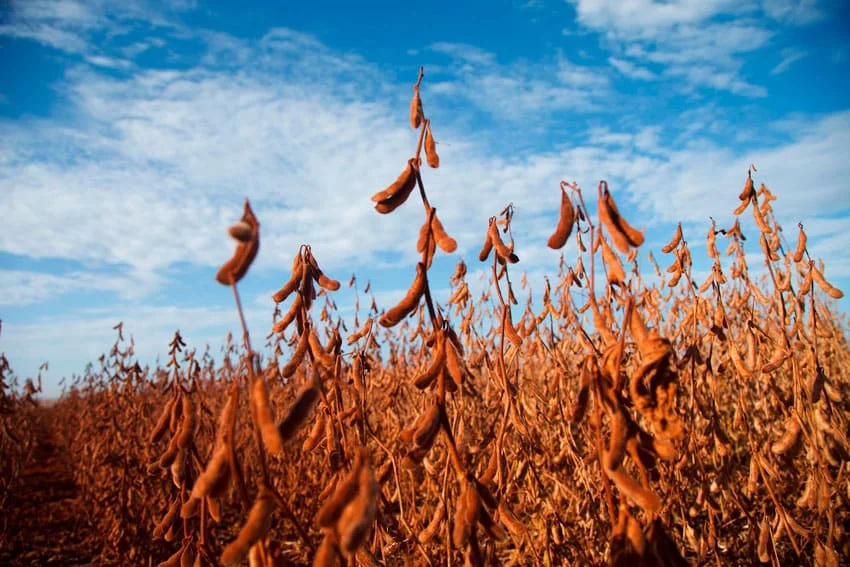 Qual é o tema do seminário sobre os desafios da liderança brasileira no mercado de soja? 10 qual e o tema do seminario sobre os desafios da lideranca brasileira no mercado de soja
