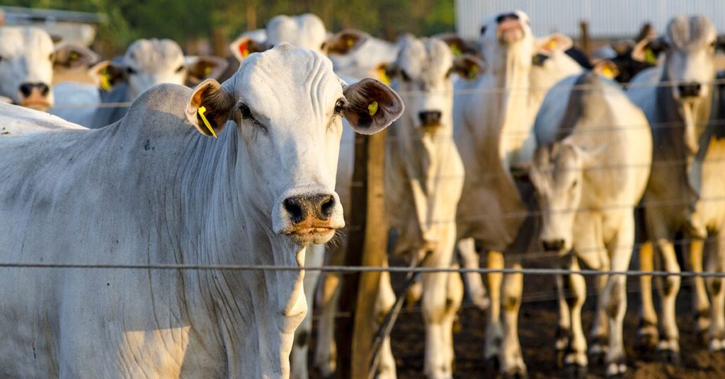 qual e o valor atual da cotacao do dolar em reais no brasil de acordo com o imea