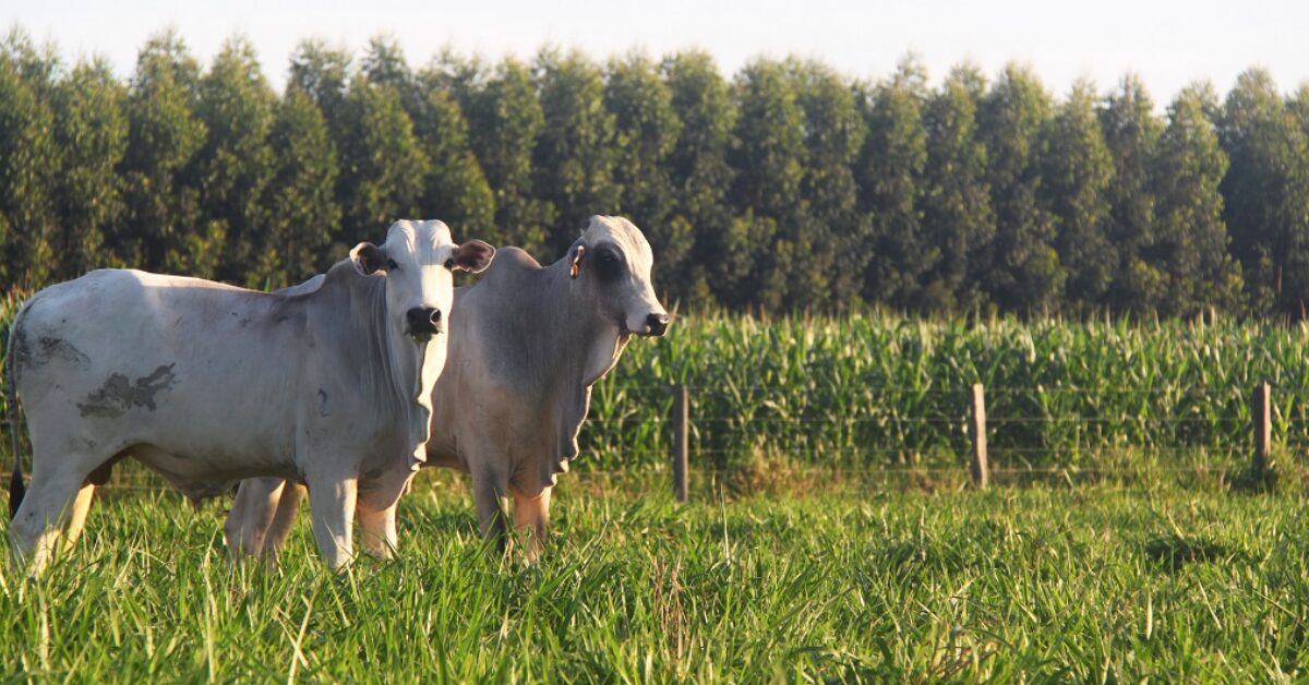 Qual é o valor atualizado da produção agropecuária este ano, de acordo com o Portal DBO?