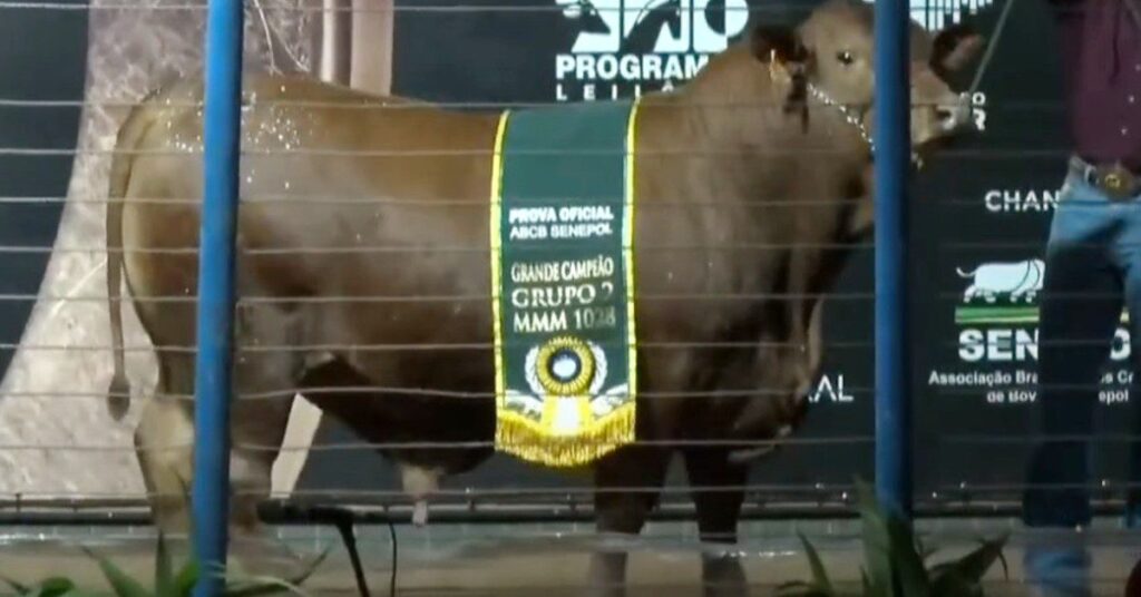 qual e o valor do touro senepol no leilao reserva nacional do portal dbo