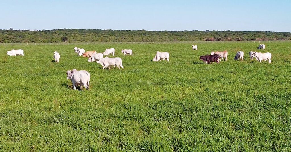 qual estrategia o mapa esta adotando para investir no zoneamento da producao forrageira para pecuaria de acordo com o portal dbo