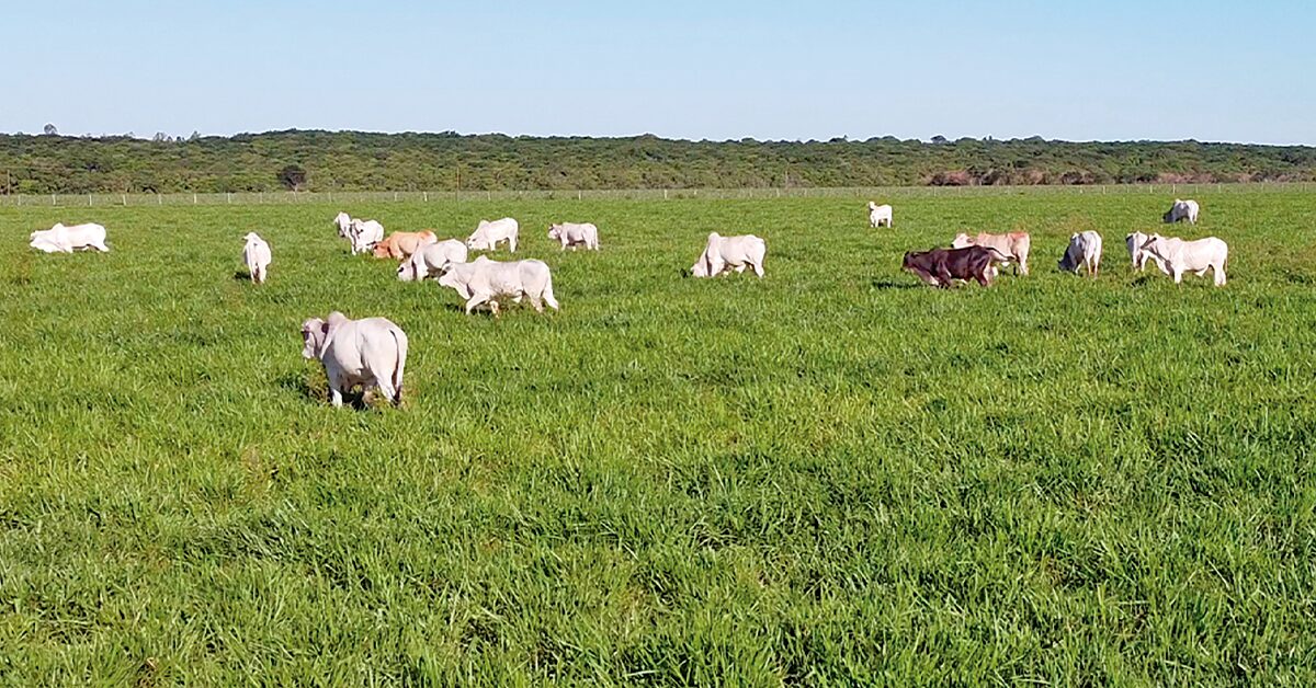Qual estratégia o Mapa está adotando para investir no zoneamento da produção forrageira para pecuária, de acordo com o Portal DBO?