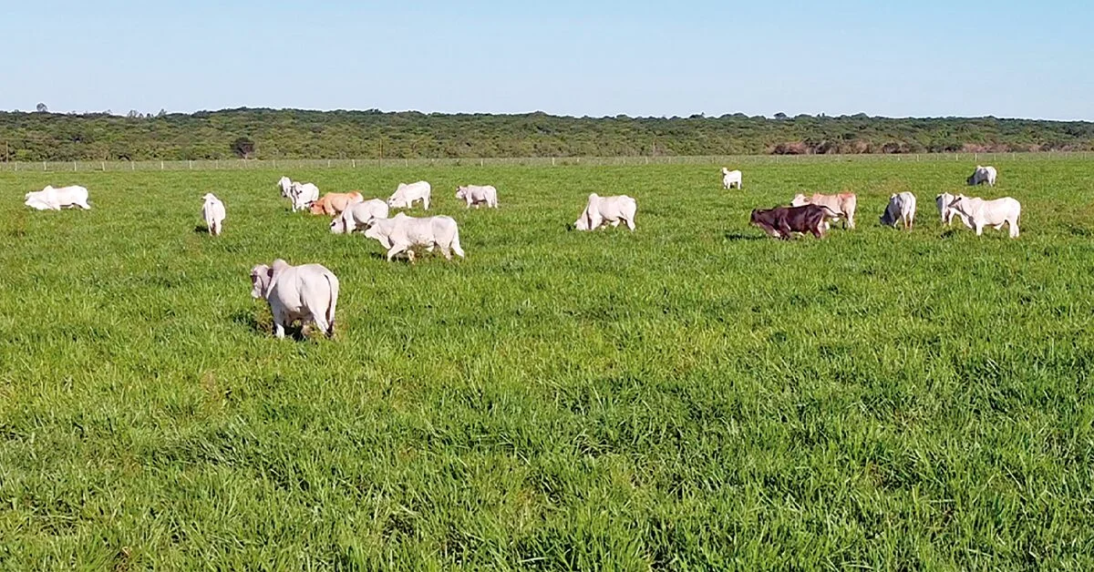 Qual estratégia o Mapa está adotando para investir no zoneamento da produção forrageira para pecuária, de acordo com o Portal DBO? 3 qual estrategia o mapa esta adotando para investir no zoneamento da producao forrageira para pecuaria de acordo com o portal dbo
