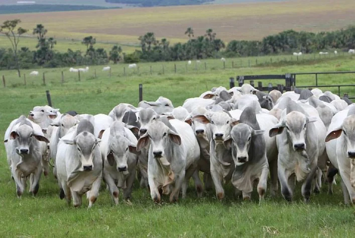 Qual foi a absorção da queda de quase 20% no preço da arroba do boi gordo ao longo do ano? 11 qual foi a absorcao da queda de quase 20 no preco da arroba do boi gordo ao longo do ano