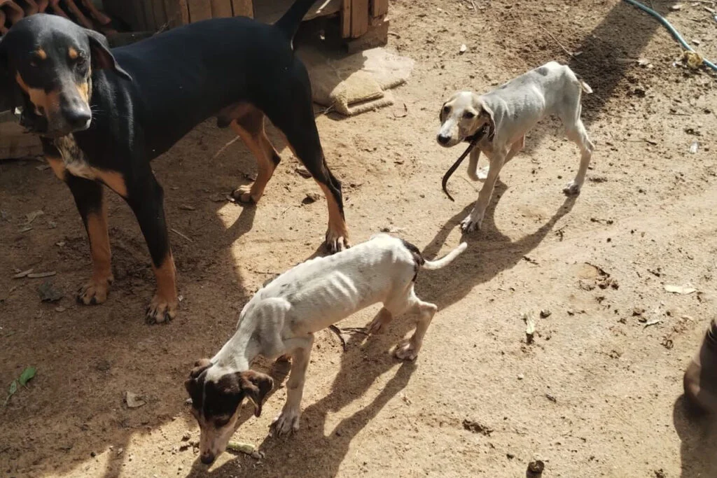 Qual foi a ação realizada pela Polícia Civil no PR em relação aos animais mantidos sem água e sem comida? 13 qual foi a acao realizada pela policia civil no pr em relacao aos animais mantidos sem agua e sem comida