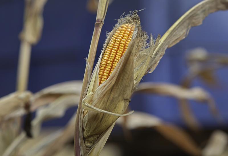 qual foi a alta acumulada do milho na bolsa brasileira ao final da semana 1