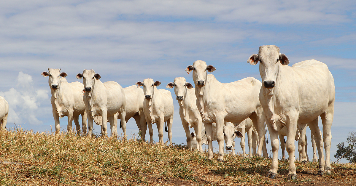 qual foi a diminuicao percentual do produtor paulista em agosto de 2023 em comparacao com julho