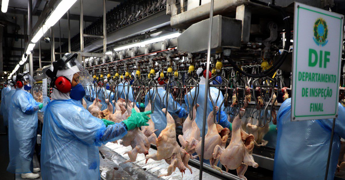 Qual foi a maior produção semestral de frangos e suínos da história alcançada pelo Paraná, de acordo com o Portal DBO?