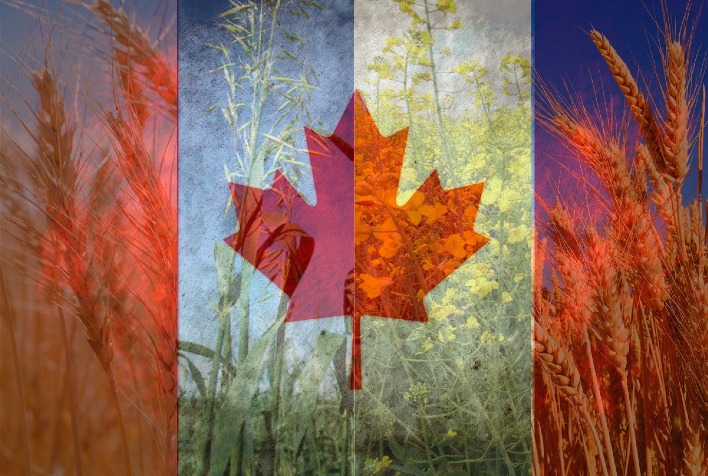 Qual foi a queda na produção de trigo, canola, aveia e cevada no Canadá em 2023?