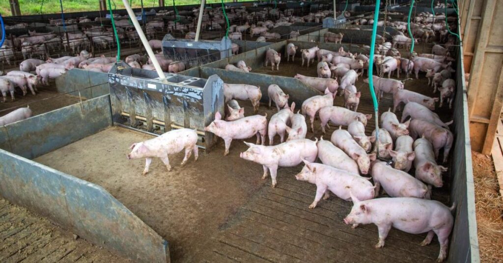 qual foi a queda no custo de producao de suinos e aves em agosto em santa catarina e no parana segundo a embrapa