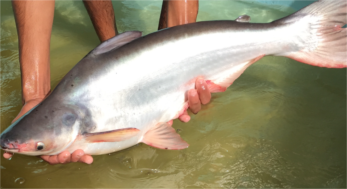 qual foi o crescimento percentual do piscicultor assistido pela emater mg na producao