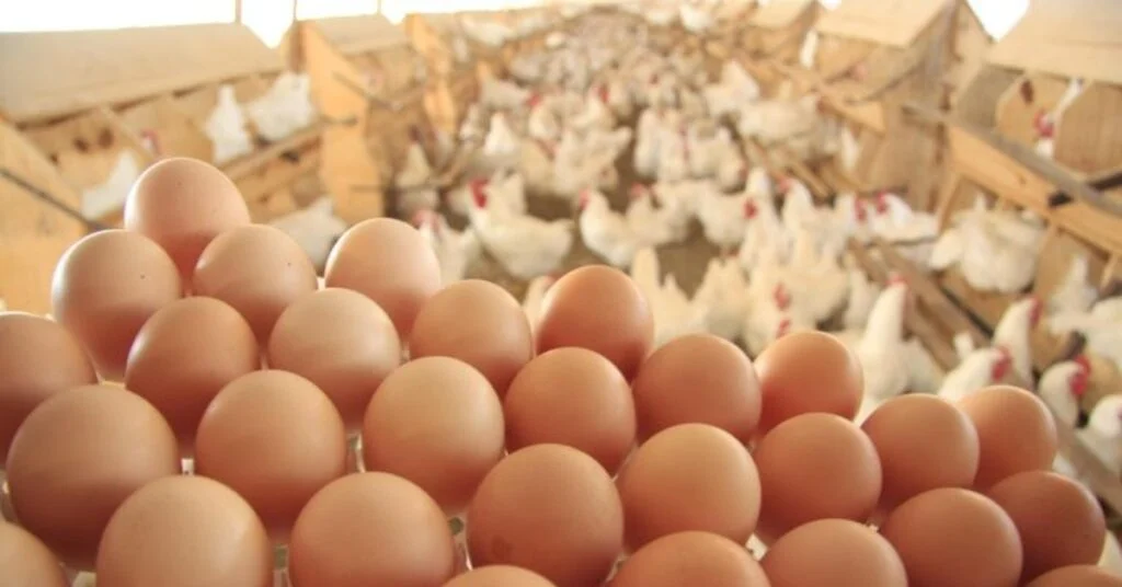 qual foi o crescimento percentual dos embarques de genetica avicola em 2023 de acordo com o portal dbo 1