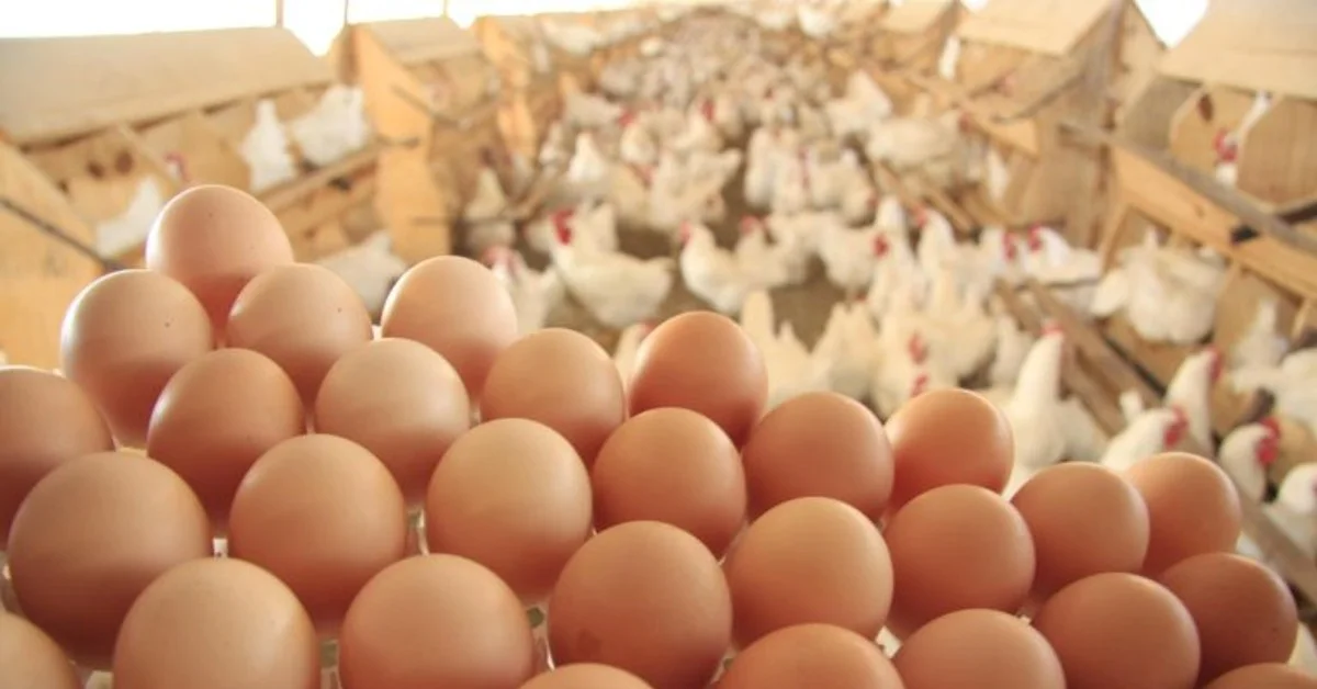 El Salvador aprova produtos brasileiros • Portal DBO 1 qual foi o crescimento percentual dos embarques de genetica avicola em 2023 de acordo com o portal dbo 1