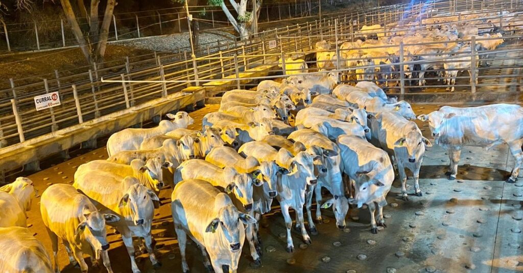 Qual foi o nível de escalas de abates dos frigoríficos em Mato Grosso durante a 1ª quinzena de setembro de 2023, de acordo com o Imea? 1 qual foi o nivel de escalas de abates dos frigorificos em mato grosso durante a 1a quinzena de setembro de 2023 de acordo com o imea