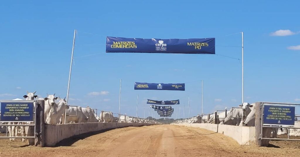 qual foi o valor medio das femeas nelore po no 44o leilao mega anual carpa portal dbo