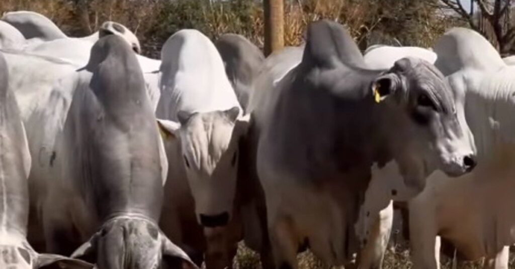 qual foi o valor medio dos touros nelore po no 10o leilao bsb agropecuaria virtual de acordo com o portal dbo