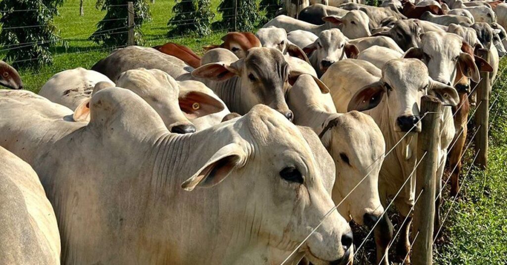 qual sera o tema da palestra tecnica no 1o summit siran