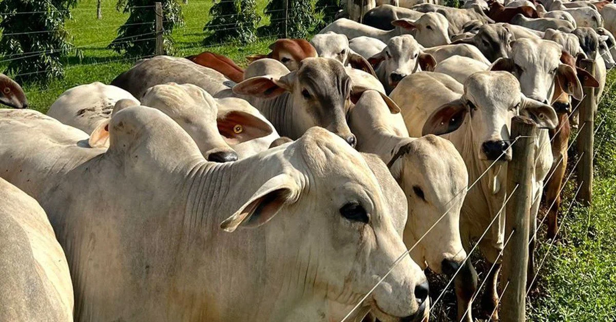 Qual será o tema da palestra técnica no '1º Summit Siran'? 1 qual sera o tema da palestra tecnica no 1o summit siran