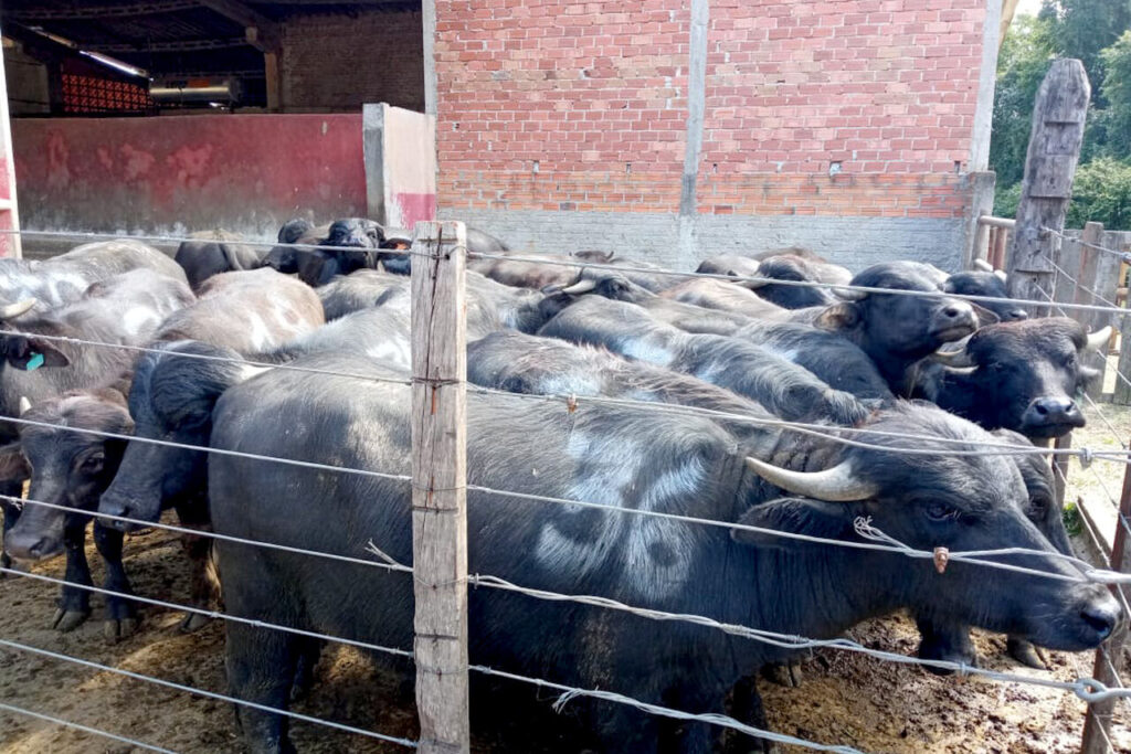 qual unidade do parana e pioneira em pesquisa sobre criacao de bufalos