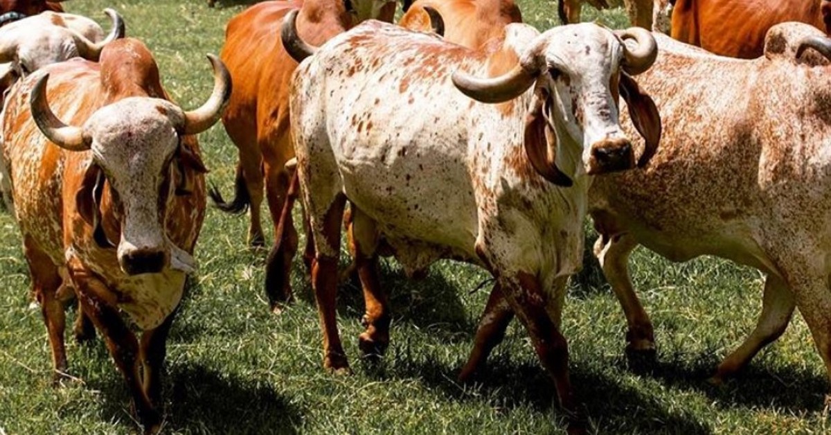 Quando termina o prazo de inscrição de animais na mostra em Uberaba (MG) no Portal DBO?