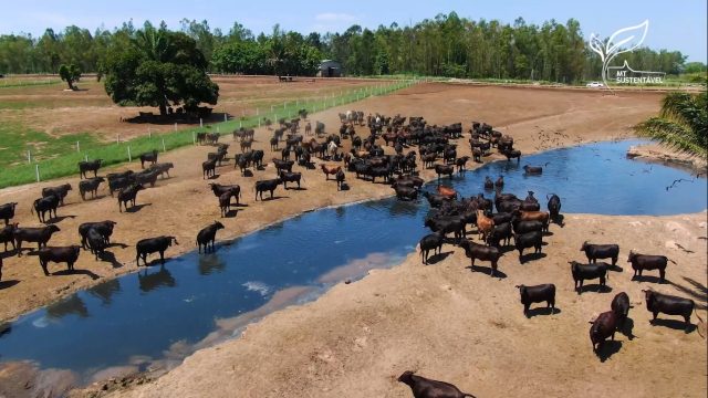 Quantas arrobas a fazenda em MT produz por ano e quantas árvores de teca possui plantadas?