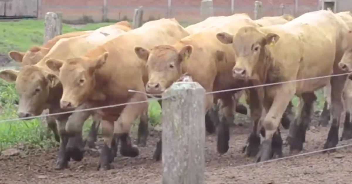 Quantas propriedades em Santa Catarina conquistaram a certificação de estarem livres de brucelose e tuberculose? 5 quantas propriedades em santa catarina conquistaram a certificacao de estarem livres de brucelose e tuberculose