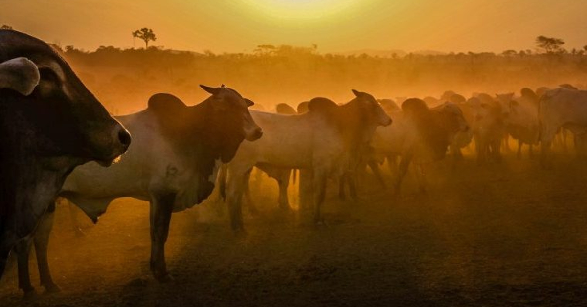 quantas propriedades rurais em rondonia serao atendidas pelo programa de vigilancia para febre aftosa