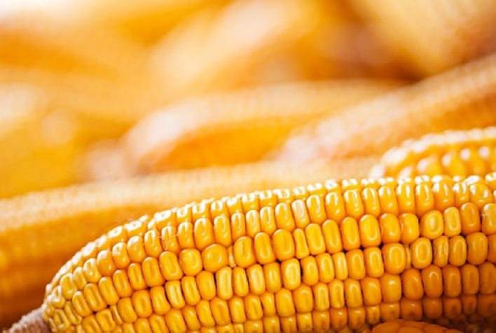 Quantas toneladas de milho o Paraná projeta produzir em sua primeira safra em 2023/24?