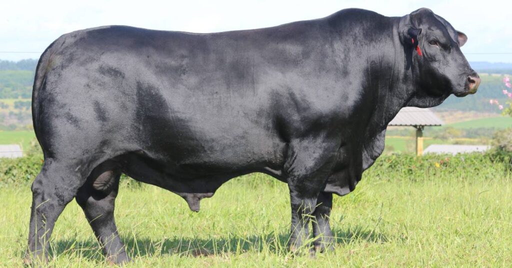 quanto foi o valor negociado pelo touro de central no leilao brangus guapiara do portal dbo