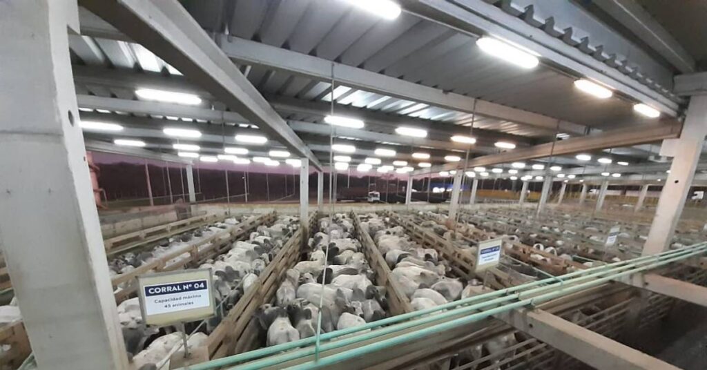 quantos animais o circuito nelore de qualidade avalia na etapa paraguaia