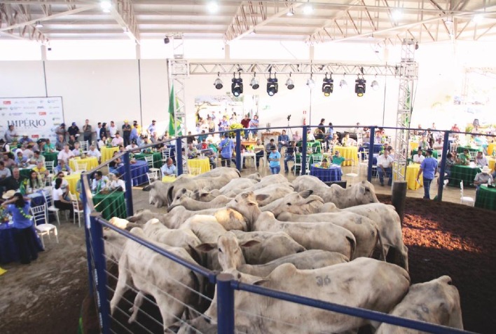 Quantos animais serão oferecidos no Megaleilão da Independência?