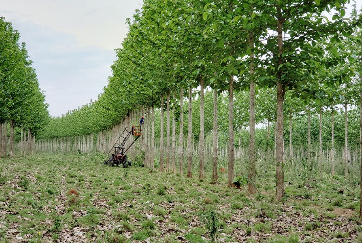 Que técnicas foram desenvolvidas pela pesquisa para a produção de teca em sistemas ILPF?