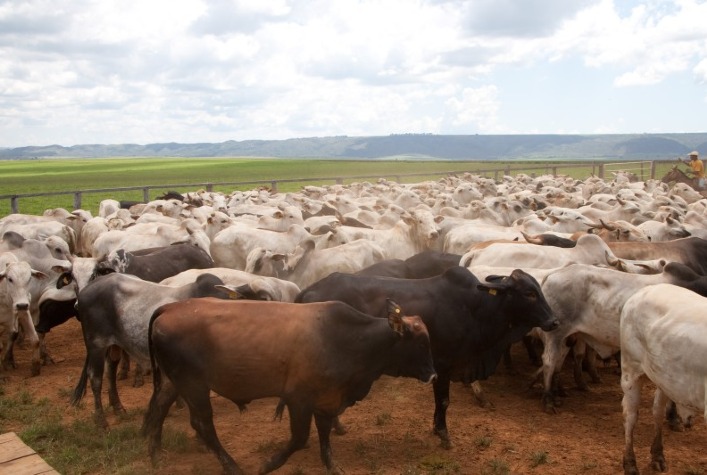 quem ira participar do feedlot summit brazil 2023 em goiania mais de mil pecuaristas