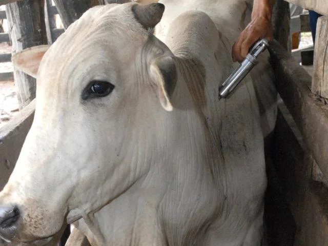 São Paulo será uma zona livre de febre aftosa sem vacinação?