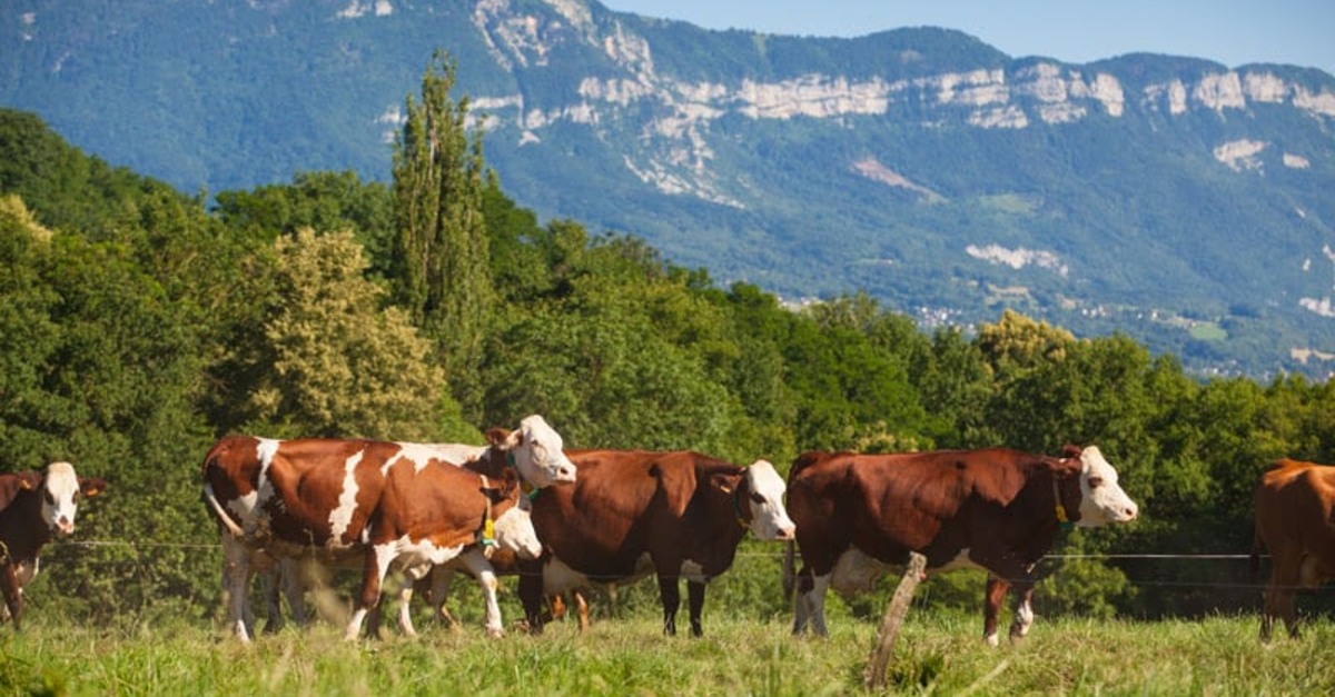 175 milhões de vacinas para a Febre Aftosa? Segurança garantida?