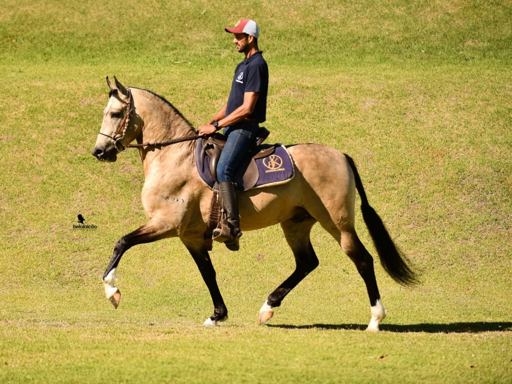 2° Leilão Elite Haras NR: O que esperar?