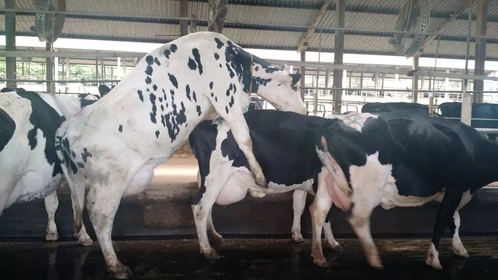 Estratégias para aumentar a detecção de cio