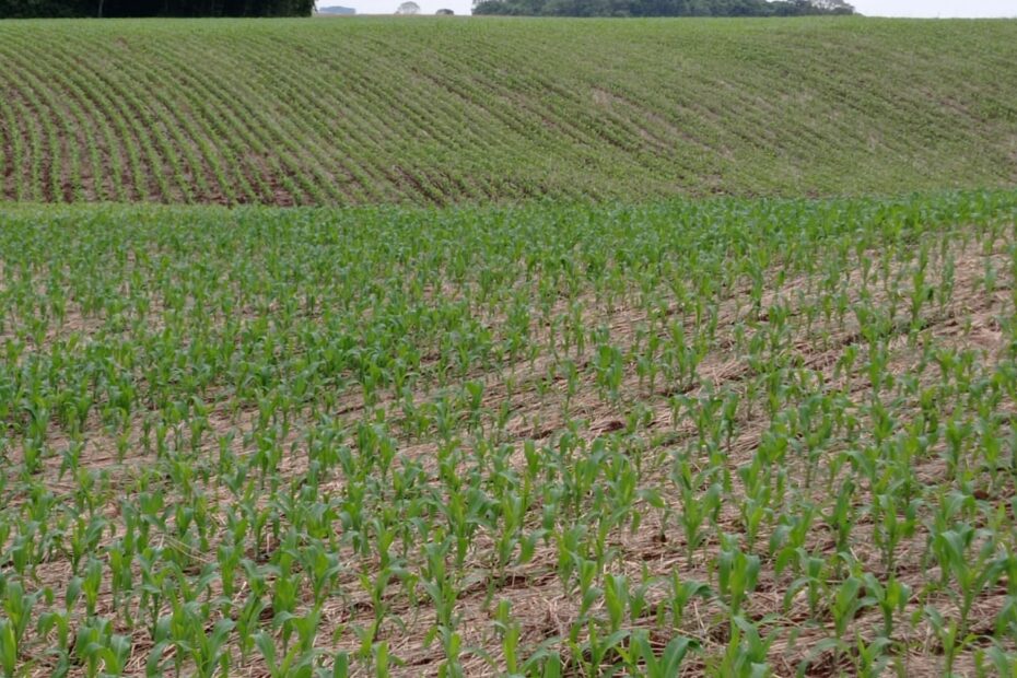 Plantio do milho atinge 70% da área prevista para RS