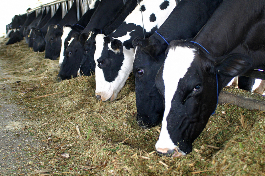 Biosseguridade é fator de lucro na atividade leiteira • Portal DBO