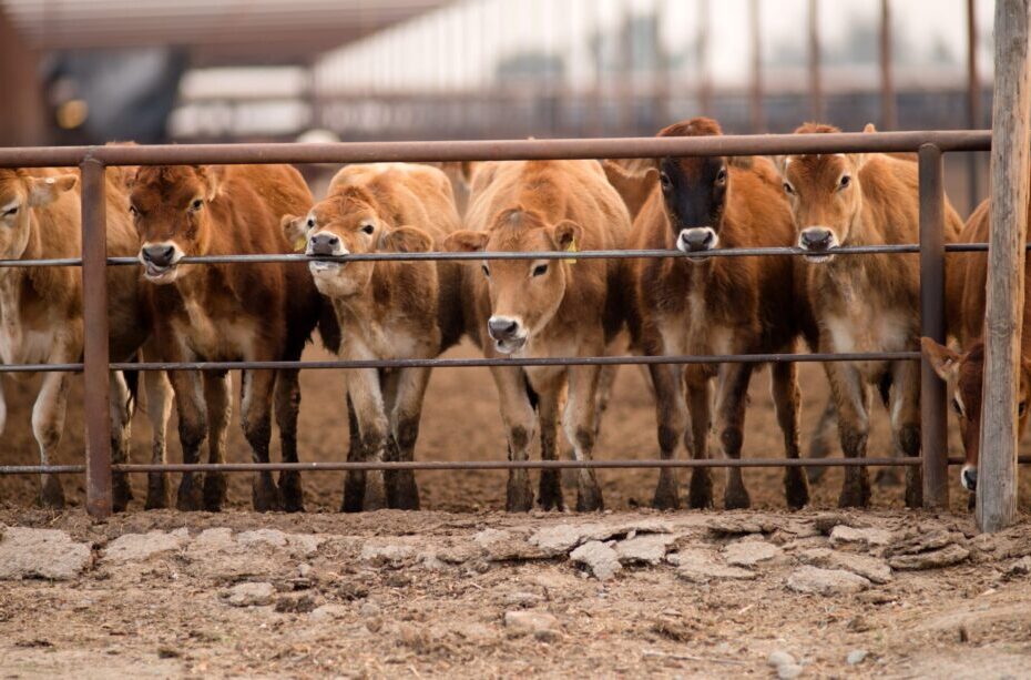 Exportação brasileira de bovinos vivos caiu nos últimos 5 anos