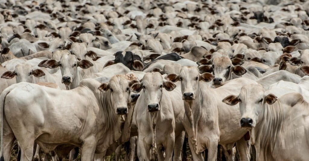 confira as cotações da arroba no Brasil