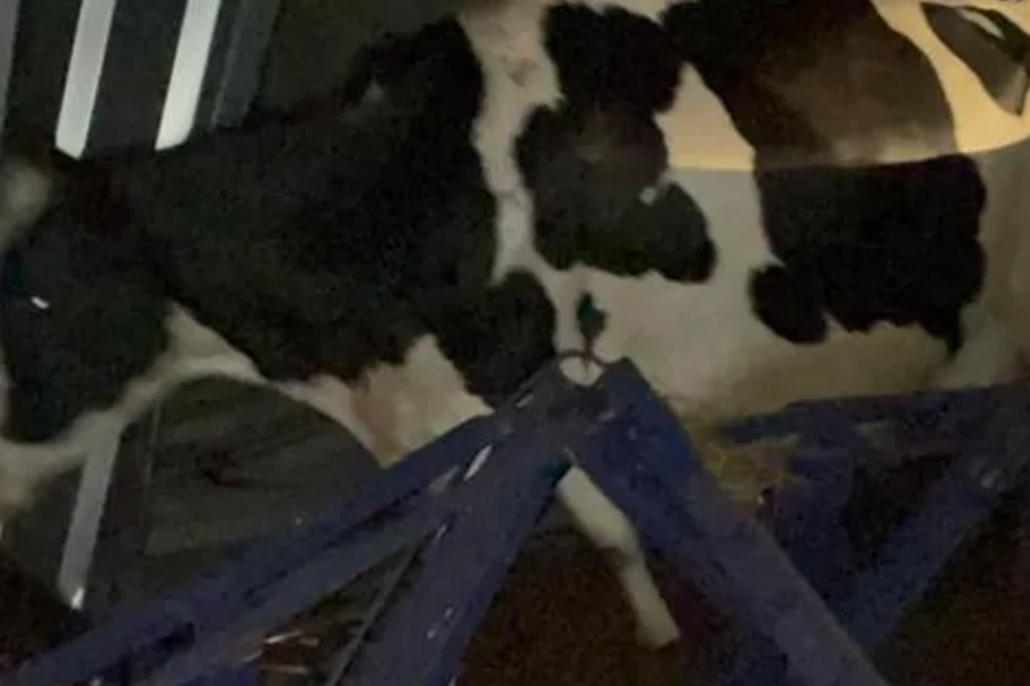 35 vacas são salvas por bombeiros após queda de telhado