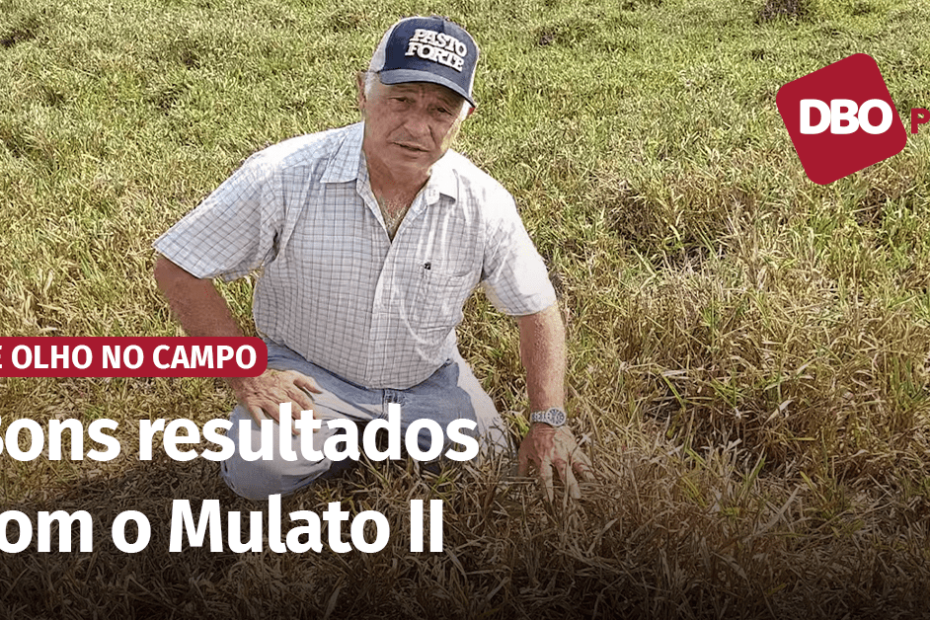 Braquiária híbrida foi boa escolha para fazenda em Rondônia; veja • Portal DBO