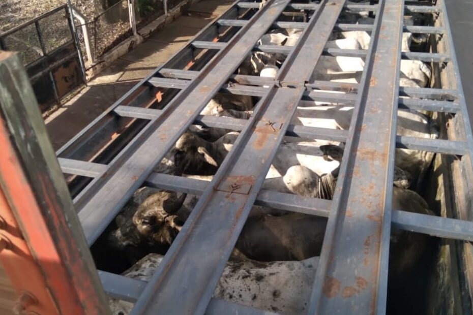 Carreta com cerca de 50 vacas roubadas em Barra do Bugres é recuperada